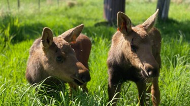 Alaska Animal Rescue 3.jpg