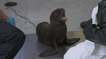 Alaska Animal Rescue 5.jpg