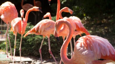 Au cœur du zoo  Volée de flamants roses 3.jpg
