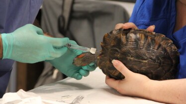 Dr T, vétérinaire du Texas  La famille tortue 2.jpg