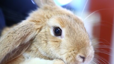 La clinique des animaux exotiques  Des bébés par milliers 2.jpg