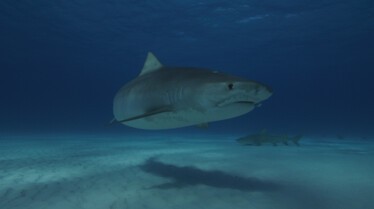 Le temps des requins 2.jpg