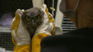 Alaska Animal Rescue u owl i need 2.jpg
