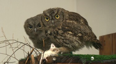 Alaska Animal Rescue u owl i need 3.jpg