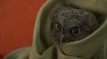 Alaska Animal Rescue u owl i need1.JPG