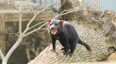 Au cœur du zoo  Heureux événement 4.jpg