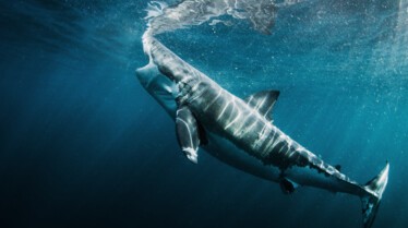 GreatSharkChowdown 1.jpg