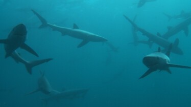 GreatSharkChowdown 3.jpg