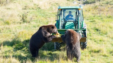 Alaska animal Resue - Bearwitchproject 1.jpg