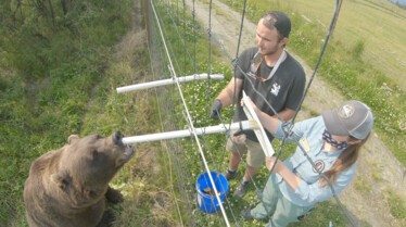 Alaska animal Resue - Bearwitchproject 2.JPG