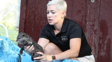 Au coeur du zoo - loutres nageuses 1.jpg