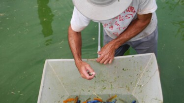roi des aquariums 3.jpg