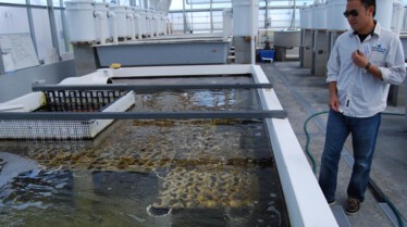 roi des aquariums 4.jpg