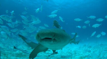 Shark Attacktics 1.jpg