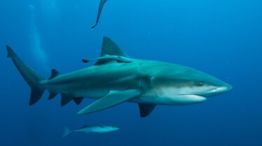 Shark Attacktics 2.jpg