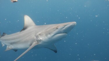 Shark Attacktics 3.jpg