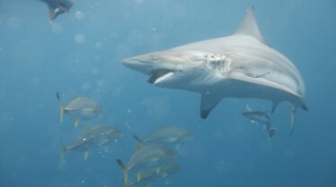 Shark Attacktics 4.jpg