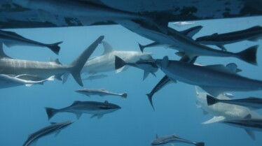 Shark Attacktics5.jpg