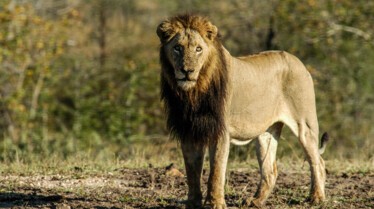 Afrique Royaume impitoyable 1.jpg