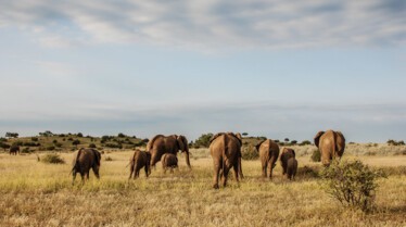 Afrique Royaume impitoyable 2.jpg