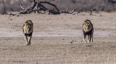 Afrique Royaume impitoyable 4.jpg