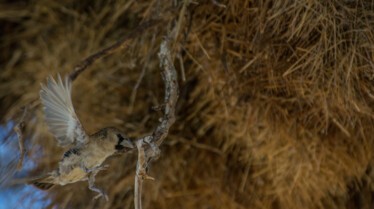 Afrique Royaume impitoyable 5.jpg