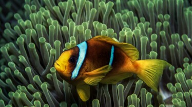 Afrique Royaume impitoyable 6.jpg