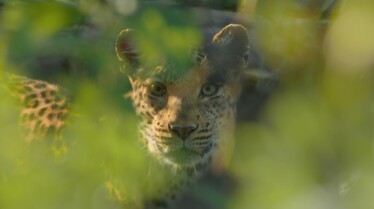 AfricasDeadliest 1.jpg