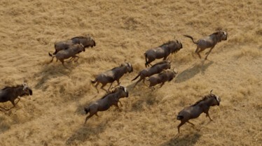 AfricasDeadliest 2.jpg