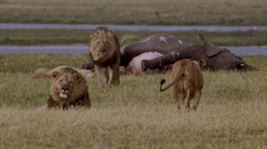 AfricasDeadliest 3.jpg