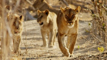 AfricasDeadliest 6.jpg