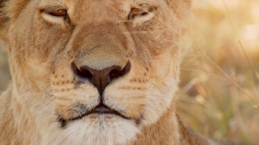 AfricasDeadliest 8.jpg