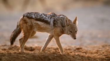 AfricasDeadliest 10.jpg