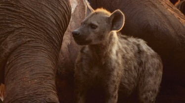 AfricasDeadliest 11.jpg