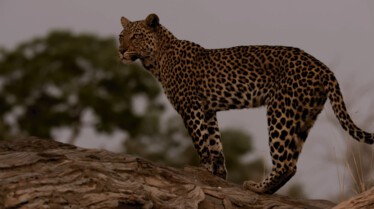 AfricasDeadliest 12.jpg