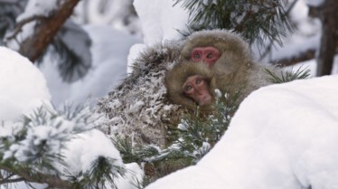 Destination Wild Japon 1.jpg