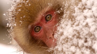 Destination Wild Japon 3.jpg