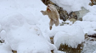 Destination Wild Japon 7.jpg