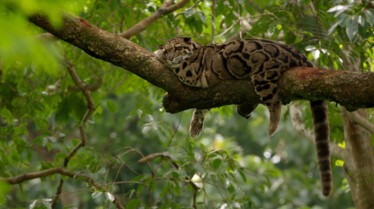 IndiasWildLeopards_LR_6.JPG