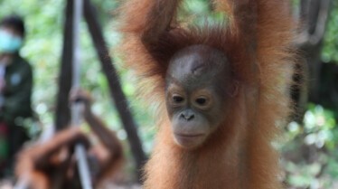 Mission Ourang outan 4.jpg