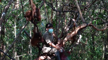 Mission Ourang outan 3.jpg