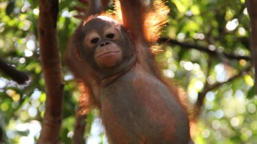 Mission Ourang outan 5.jpg