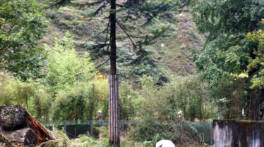 GiantPanda_41_Pandas3D (1).jpg