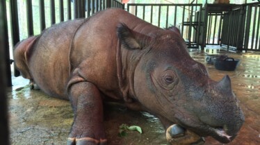 Rhino de Sumatra 2.jpg