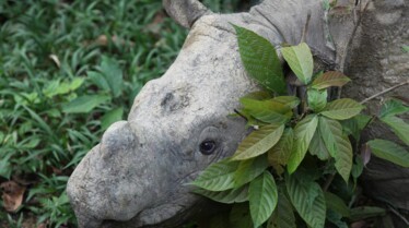 Rhino de Sumatra 3.jpg