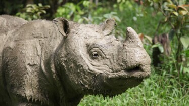 Rhino de Sumatra 5.jpg