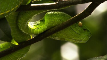 L'île au venin 3.JPG