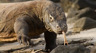 L'île au venin 2.JPG