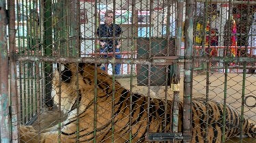 Trafficked - Tigers 3.jpg