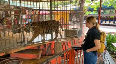 Trafficked - Tigers 4.jpg